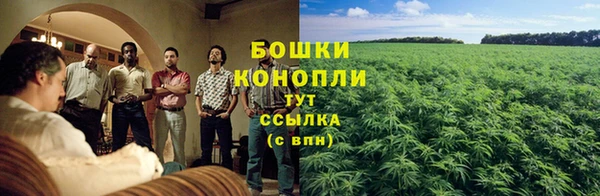 прущие грибы Балабаново